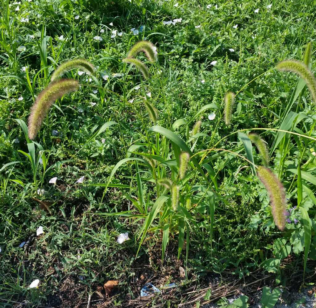 Setaria italica?